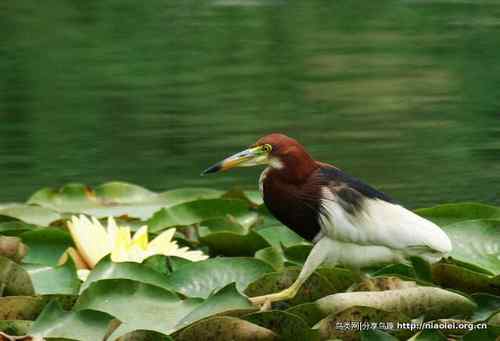 95张鸟儿嬉戏精品图集