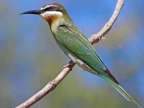 绝色攀禽:佛法僧目之蜂虎 绝色攀禽:佛法僧目之蜂虎