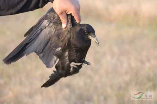 人鸟争食：白头鹤跟农民打游击战，凿食玉米