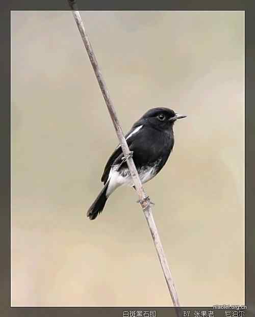 [组图]尼泊尔鸟类奇旺国家公园