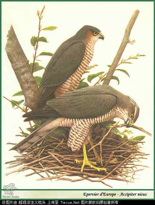 手绘画第5辑——猛禽和啄木鸟