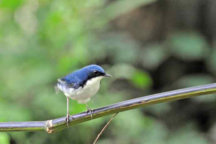 雄性蓝歌鸲（9）