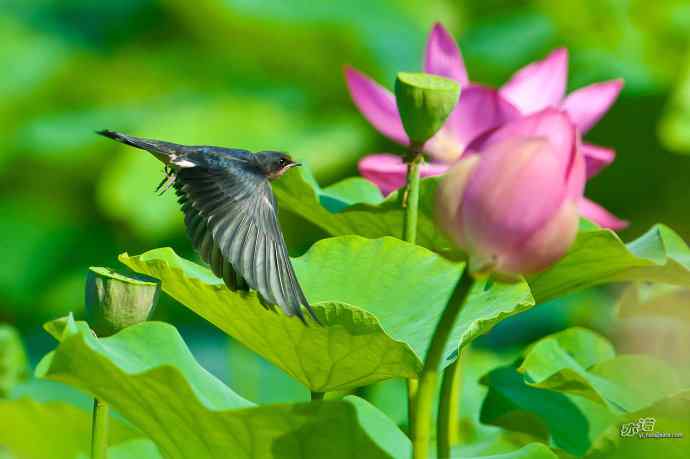 圆明园的小燕子