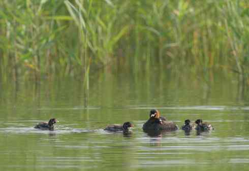 小鸊鷉Little Grebe