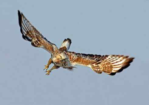 遨游天空 毛脚狂奔放飞翔