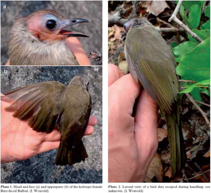 鸟类新种:老挝发现秃头鹎(裸面鹎)