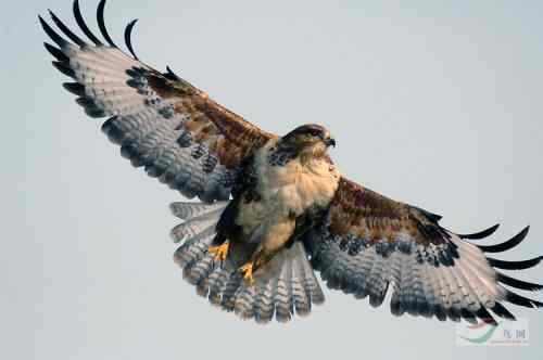 吃老鼠的益鸟——鵟