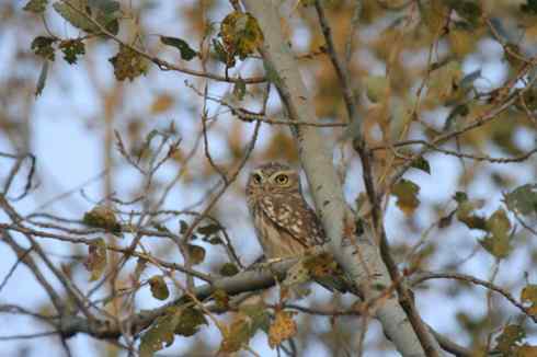 纵纹腹小鸮 VS 猛鸮