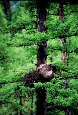[组图]乌林枭宝宝长大了