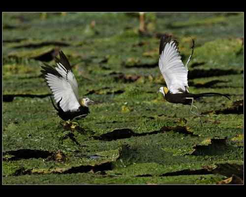广东肇庆 美丽水雉