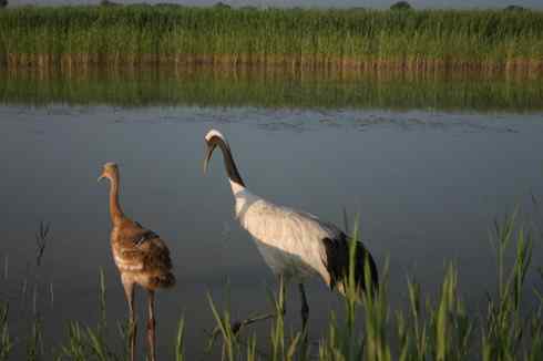 [组图]丹顶鹤三口之家