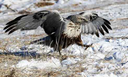 [组图]毛脚鵟的爪子