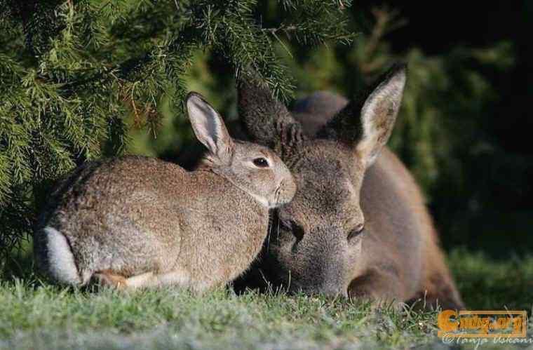 [组图]鹿和兔子的故事