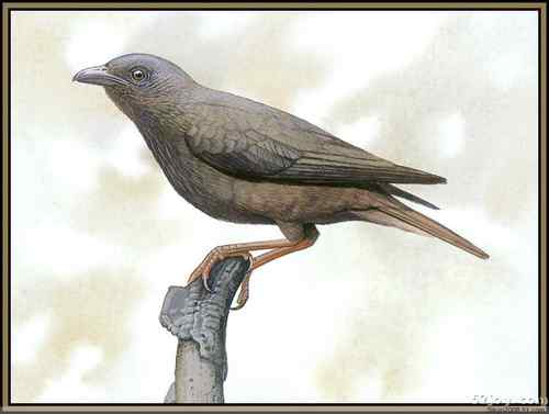 世界灭绝动物画像大全