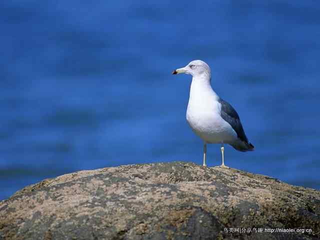 鹤类、水鸟精美摄影壁纸欣赏