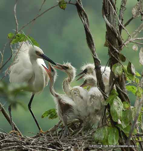 95张鸟儿嬉戏精品图集