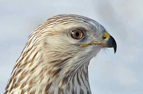 [组图]大庆毛脚鵟