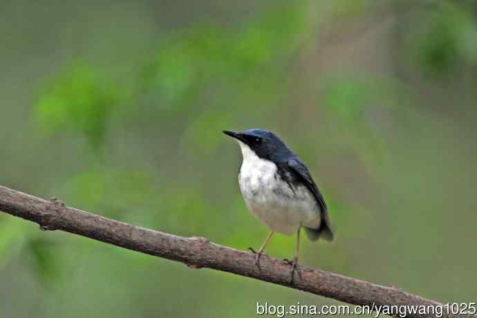 北京天坛公园的鸟类——雄性蓝歌鸲（15）