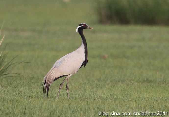 蓑羽鹤，好久不见