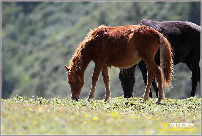 川西高原的那云、那山、那水、那些花儿【照片】