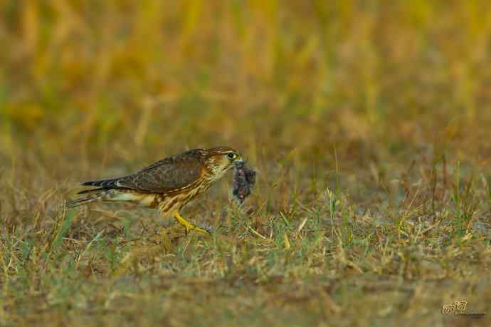 【野鸭湖的鸟】灰背隼
