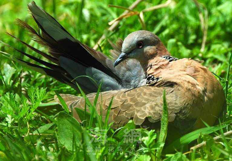 世界著名鸟类——鸽形目