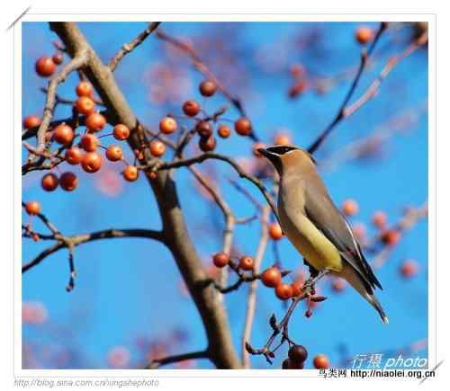 北美雪松太平鸟