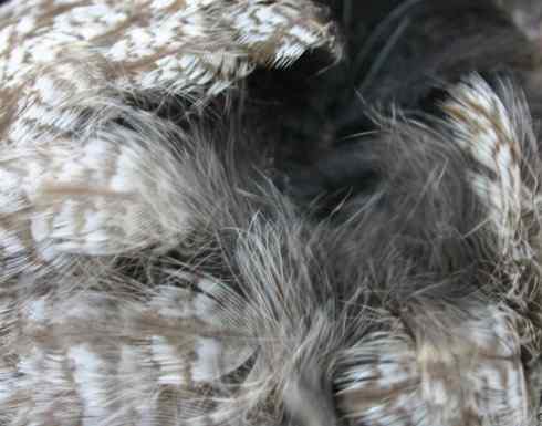 图说乌林鸮的消音器