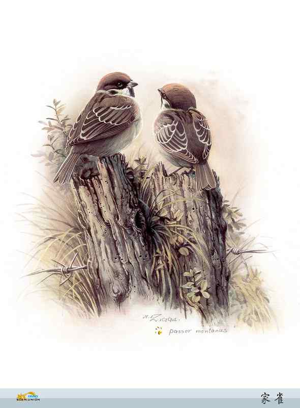 鸟类绘画