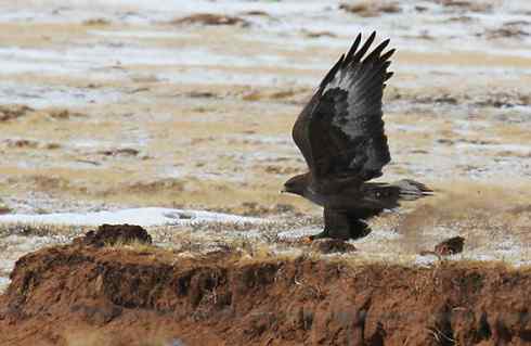 鵟的百变羽色——开篇