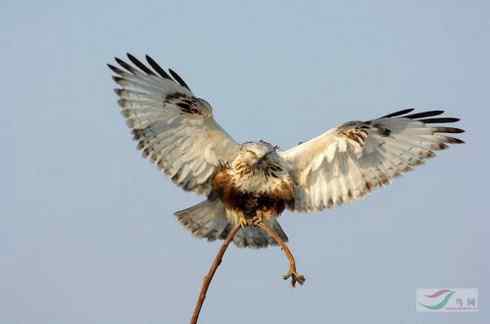 鵟的百变羽色——浅棕型