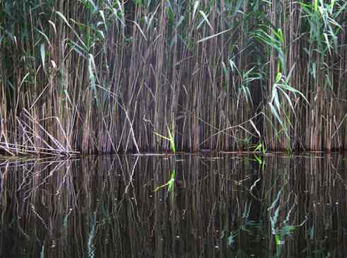 图说角鸊鷉和黑颈鸊鷉的区别