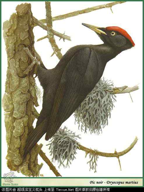 手绘画第5辑——猛禽和啄木鸟