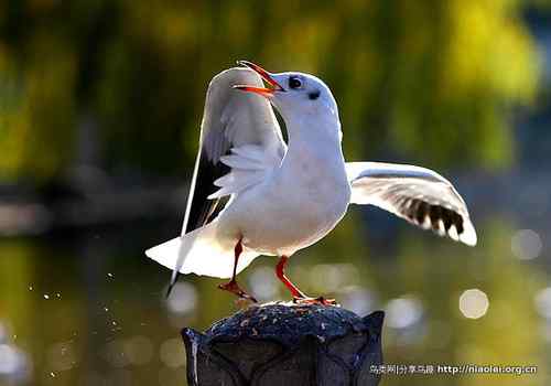 95张鸟儿嬉戏精品图集