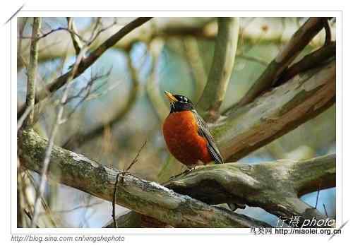 北美知更鸟, American Robin