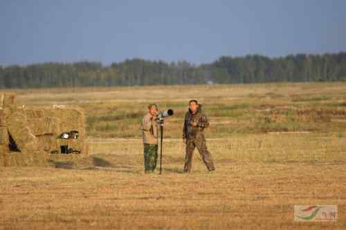 林甸的白头鹤 林甸的白头鹤