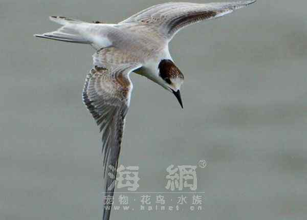 世界著名鸟类——海鸥