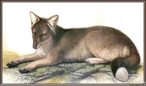 世界灭绝动物画像大全