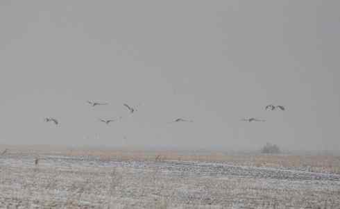 林甸的冬天(一)越冬的大鸨