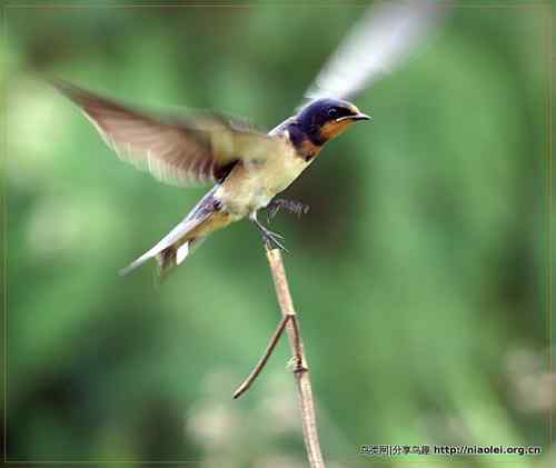 95张鸟儿嬉戏精品图集