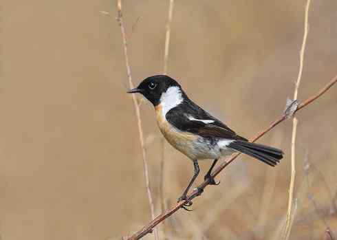 红胁蓝尾鸲和黑喉石脊鸟