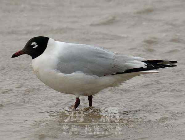 世界著名鸟类——海鸥