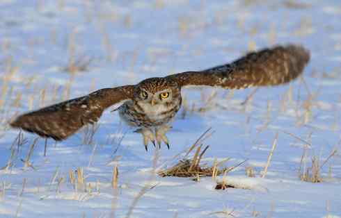 纵纹腹小鸮 VS 猛鸮