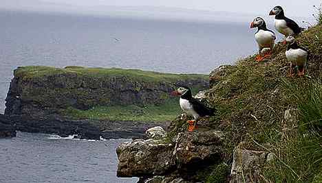 北海有鸟，其名海鹦，容颜绝丽，数量堪虞