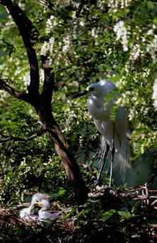 辽宁红铜沟——大白鹭宁静的家园