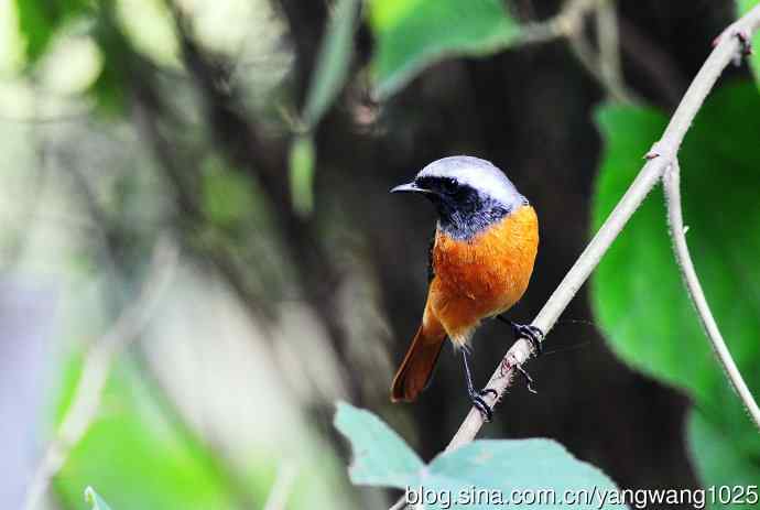 雄性北红尾鸲（17）