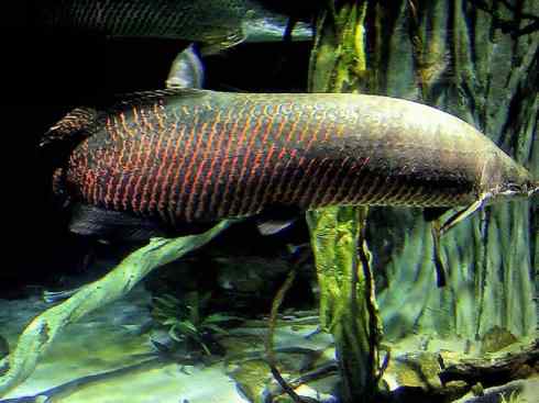 鱼类活化石：巨骨舌鱼