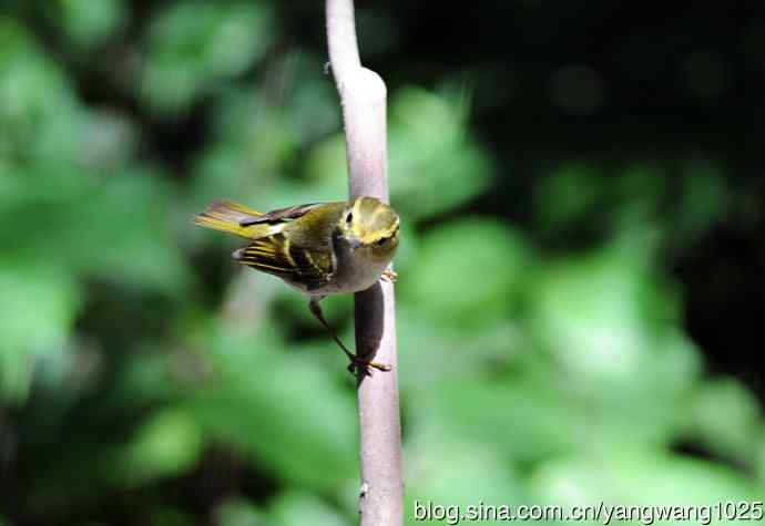 黄腰柳莺（6）