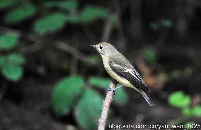 雌性白眉姬鹟（14）