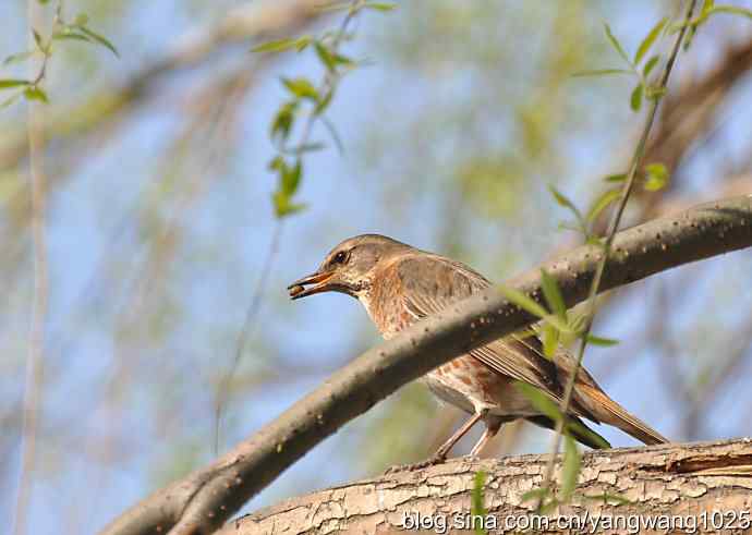 自然和谐的日坛公园（斑鸫）
